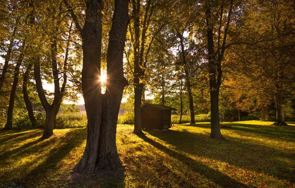 Картинка осень, солнце, деревья, парк