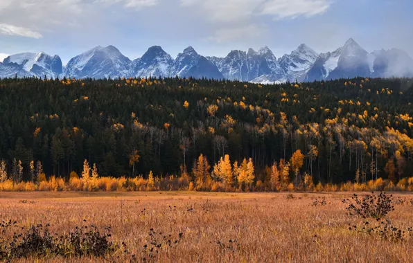 Картинка поле, осень, лес, небо, снег, деревья, горы, скалы, вершины, вид, желтые, снежные, краски осени, лиственницы