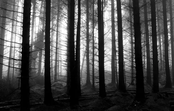 Картинка лес, деревья, природа, Шотландия, черно-белое, монохром