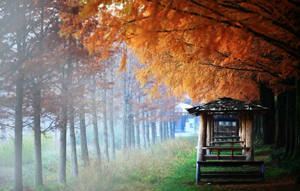 Картинка осень, трава, деревья, ветки, туман, парк, листва, Азия, дымка, скамейки, строения, боке, беседки