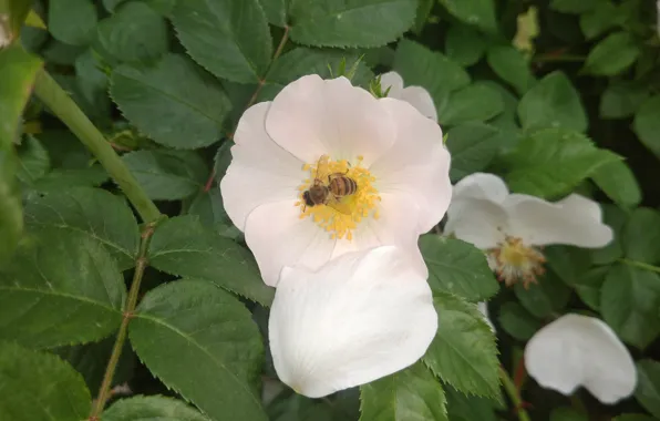 Картинка цветок, макро, пчела, шиповник, Meduzanol ©