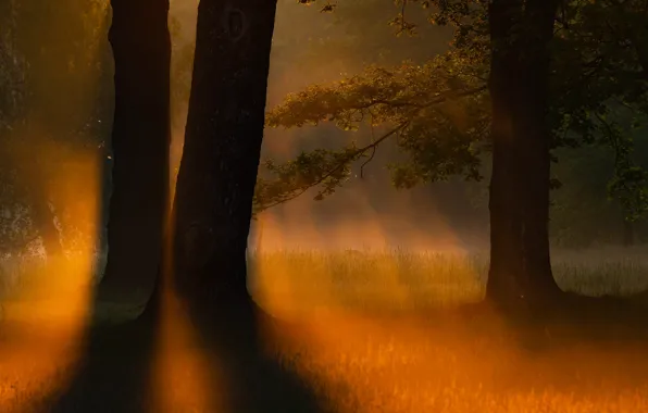 Картинка ночь, туман, дерево