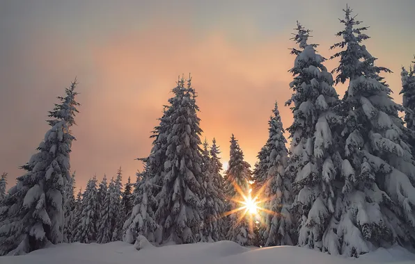 Картинка зима, лес, небо, солнце, лучи, свет, снег, закат, ели, сугробы, заснеженный