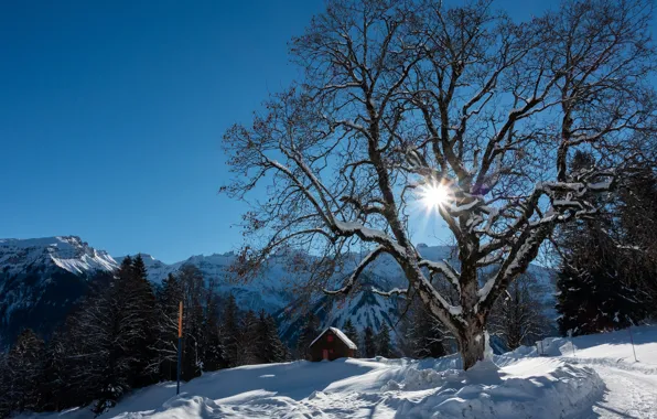 Картинка зима, лес, небо, солнце, лучи, снег, деревья, горы, скалы, Швейцария, Альпы, домик, Braunwald
