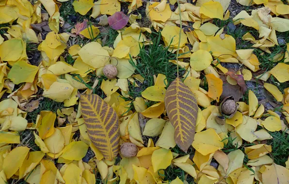 Картинка осень, орехи, листопад, золотая