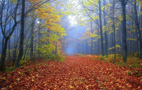 Картинка дорога, осень, лес, деревья, ветки, туман, парк, ветви, утро, аллея, листопад, тропинка, краски осени, сизый, …