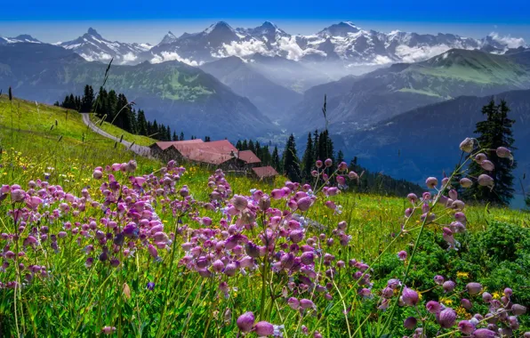 Картинка пейзаж, горы, природа, дома, Швейцария, травы, луга, нагорье, Bernese Oberland, Бернский оберланд