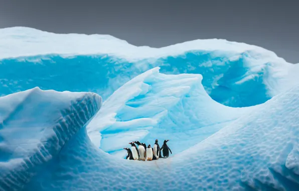 Картинка зима, небо, снег, птицы, природа, голубой, лёд, стая, пингвины, ледник, айсберг, пингвин, льдина, рельеф, Антарктида, …