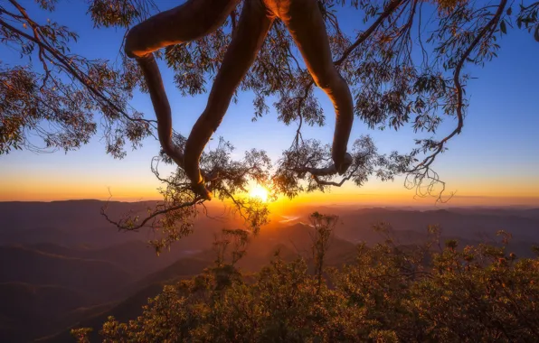 Картинка деревья, закат, горы, ветки, Австралия