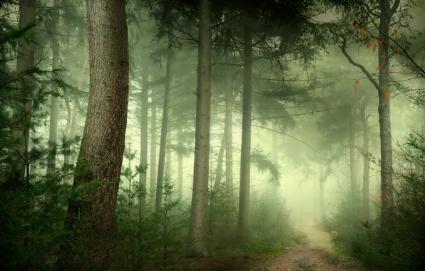 Картинка лес, деревья, ветки, туман, стволы, сосны, аллея, тропинка, сосновый бор