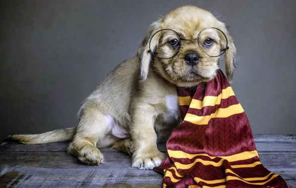 Картинка собака, шарф, очки, щенок