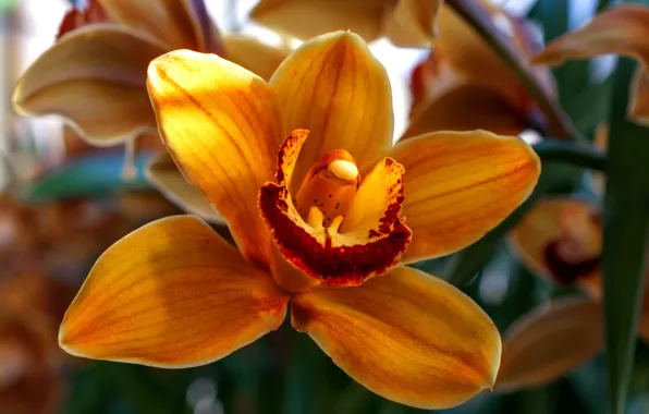 Картинка цветок, природа, красота, орхидея, красивый цветок