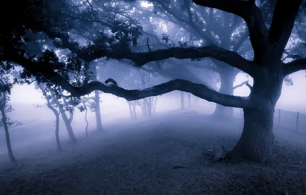 Картинка ночь, ветки, туман, парк, дерево, сумерки, аллея