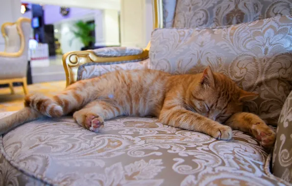 Картинка кошка, кот, поза, уют, дом, комната, сон, интерьер, кресло, лапы, рыжий, спит, лежит, домашний