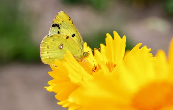 Картинка лето, макро, цветы, бабочка, желтые, желтая