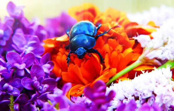 Картинка лето, макро, цветы, синий, фон, черный, яркие, жук, букет, насекомое, розовые, оранжевые, сиреневые, жучок, блестящий