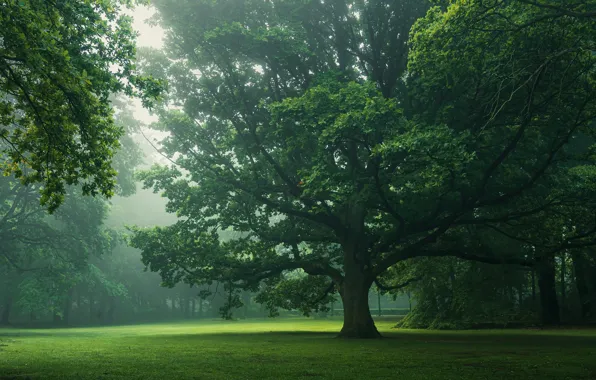 Картинка деревья, природа, парк, листва, утро, дымка, дуб, дубы