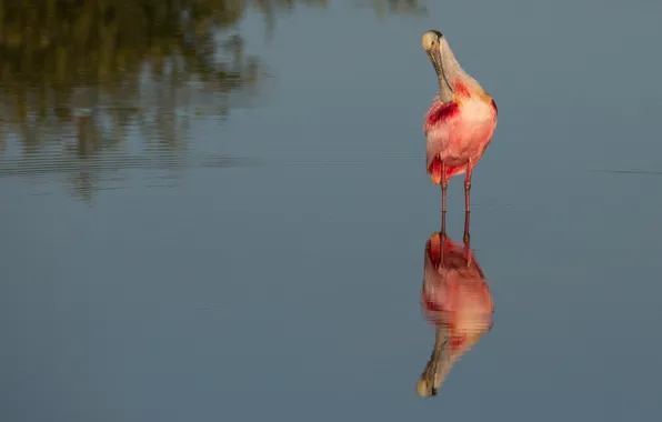 Картинка вода, отражение, птица, водоем, розовая колпица