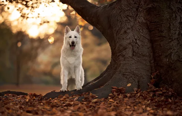 Картинка осень, дерево, собака, боке, опавшие листья, Белая швейцарская овчарка
