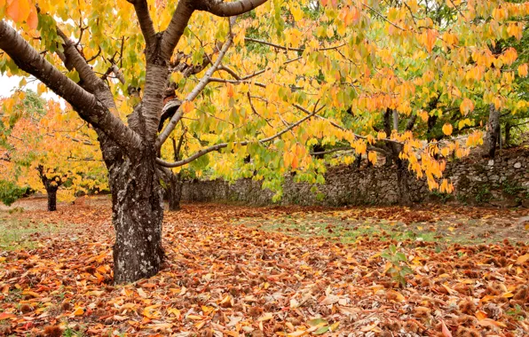 Картинка осень, лес, листья, деревья, парк, forest, landscape, park, autumn, leaves, tree, fall