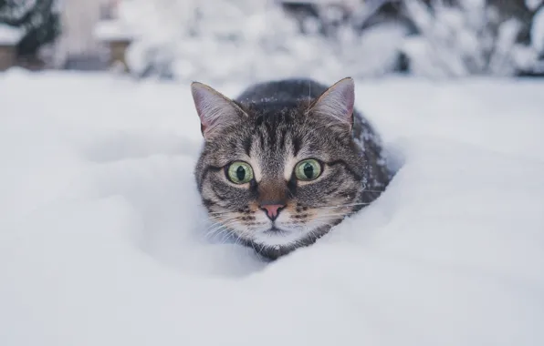 Картинка холод, зима, кошка, кот, взгляд, снег, природа, серый, в снегу, сугробы, прогулка, мордашка, сугроб, полосатый, …