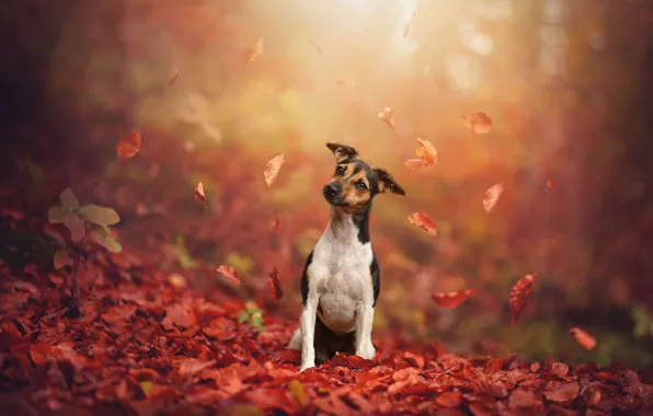 Картинка осень, взгляд, листья, свет, природа, туман, парк, листва, собака, дымка, сидит, листопад, боке, осенние листья, …