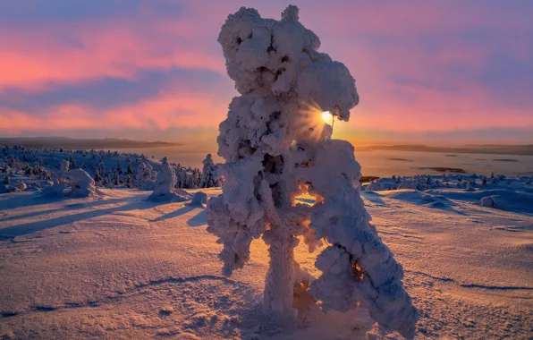 Картинка зима, солнце, лучи, деревья, пейзаж, природа, утро, залив, снега, Кольский полуостров, Владимир Рябков