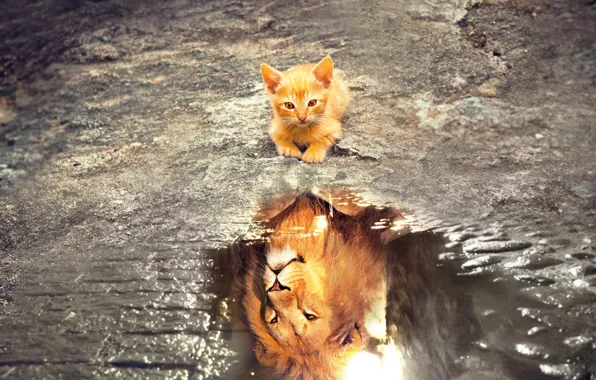 Картинка кошка, взгляд, морда, вода, кошки, отражение, котенок, фотошоп, лев, лужа, малыш, рыжий, ожидание, мордашка, реальность