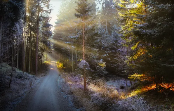 Картинка зима, иней, дорога, лес, солнце, лучи, свет, деревья, пейзаж, природа
