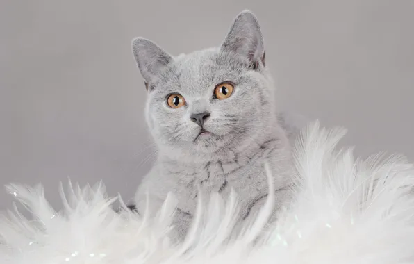 Картинка кошка, кот, взгляд, котенок, серый, фон, мех, мордашка, фотосессия, британский