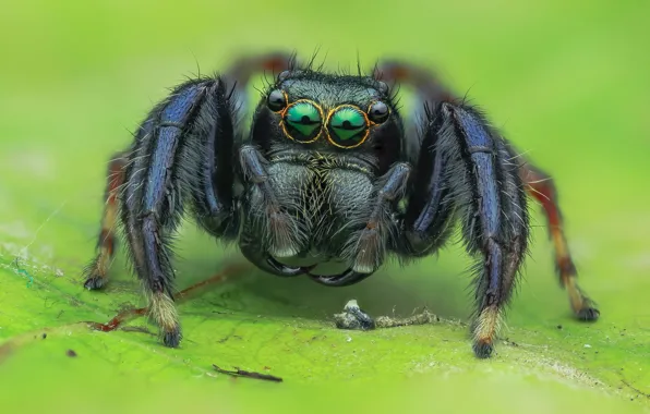 Картинка взгляд, макро, зеленый, фон, черный, листок, паук, зеленые глаза, джампер, паучок, прыгунчик, прыгающий