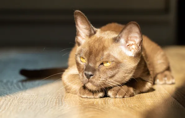 Картинка взгляд, мордочка, Бурма, Бурманская кошка