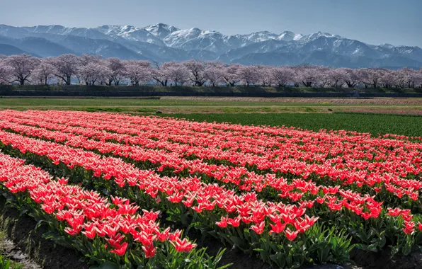Картинка горы, весна, Азия, тюльпаны, красные, плантация
