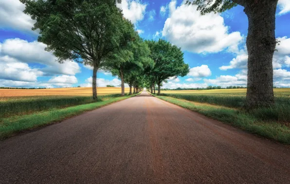 Картинка дорога, поле, лето, трава, облака, деревья, синева, движение, перспектива, скорость, даль, шоссе, ствол, кроны