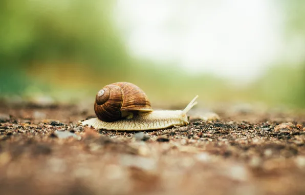 Картинка дорога, макро, путь, движение, моллюск, улитка, snail
