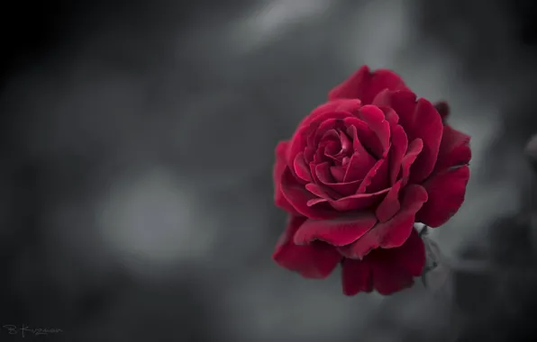 Картинка роза, цветение, Branimir Kuzman