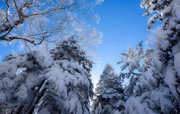 Картинка зима, иней, лес, небо, свет, снег, деревья, ветки, природа, синева, в снегу, ели, ракурс, заснеженные