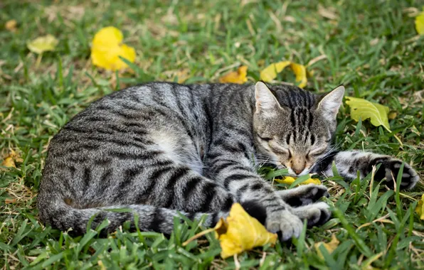 Картинка кошка, трава, кот, природа, поза, серый, отдых, поляна, сон, лапы, желтые, спит, лежит, полосатый, табби, …
