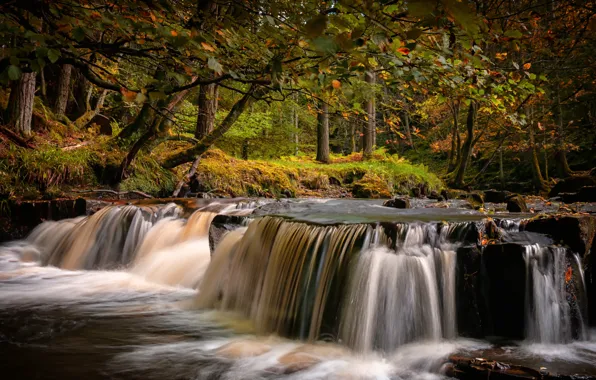 Картинка осень, лес, деревья, ветки, парк, ручей, камни, Англия, водопад, County Durham
