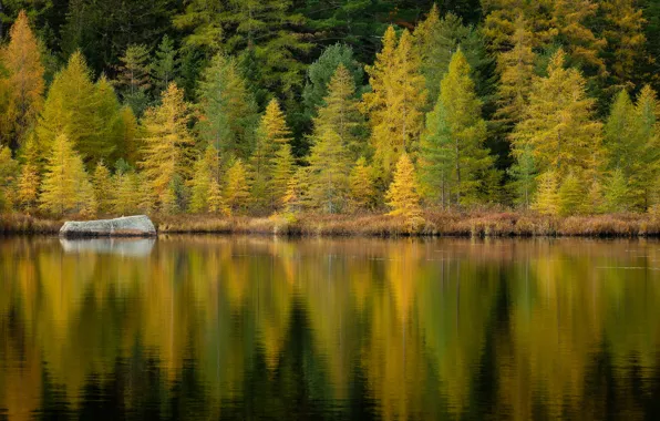 Картинка осень, лес, отражение, берег, камень, водоем