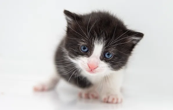Картинка кошка, взгляд, поза, котенок, черно-белый, малыш, милый, белый фон, котёнок, мордашка
