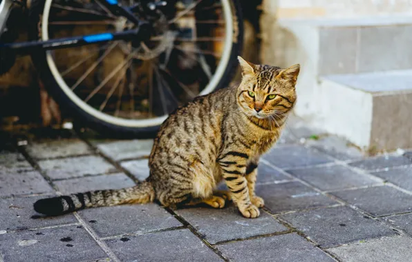 Картинка кошка, кот, взгляд, велосипед, серый, плитка, тротуар, сидит, полосатый