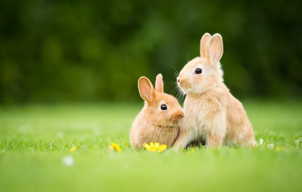 Картинка трава, поляна, весна, кролик, кролики, рыжие, цветочки, парочка, дуэт, зайчик, два, зайчики, крольчата, зайчата