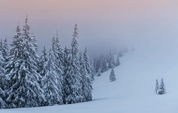 Картинка зима, снег, деревья, пейзаж, елки, landscape, winter, snow, fir trees