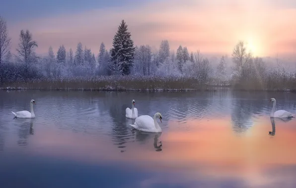 Картинка закат, природа, лебеди