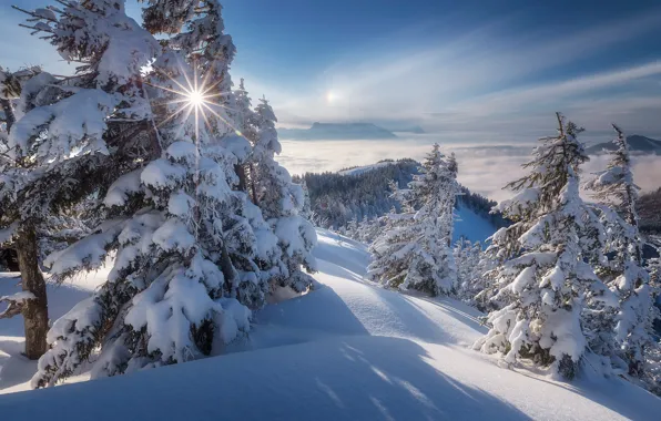 Картинка зима, снег, деревья, горы, Австрия, ели, Альпы, сугробы, Austria, Alps, Gaissau-Hintersee