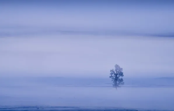 Картинка зима, туман, дерево