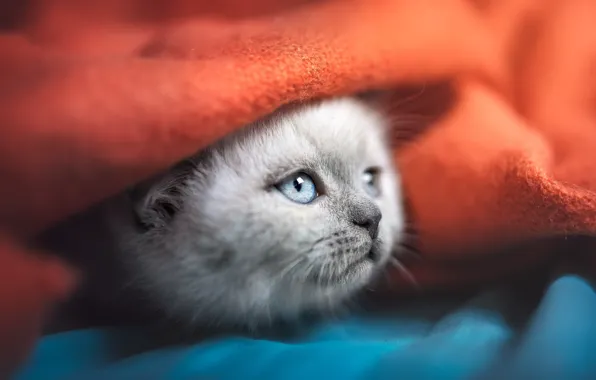 Картинка кошка, котенок, серый, красное, покрывало, постель, милый, плед, голубые глаза, мордашка, синее, боке, выглядывает, рэгдолл