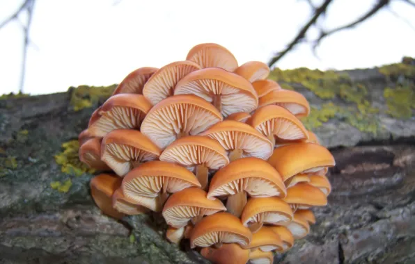Картинка зима, грибы, январь, Meduzanol ©, зимний гриб