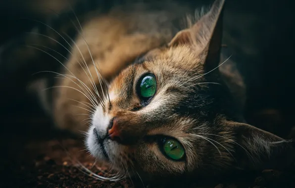 Картинка кошка, взгляд, зеленые глаза